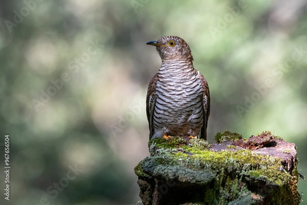 Fototapeta a red-haired female cuckoo on a stump in the forest