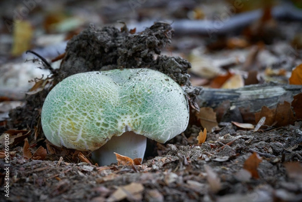 Obraz Russula virescens
