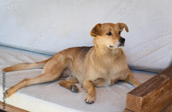 Fototapeta Light brown Labrador sits on a bench - Pucon - Chile