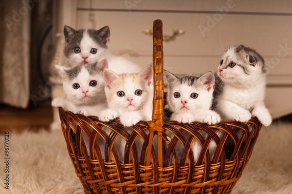 Obraz Five cute kittens in braided basket