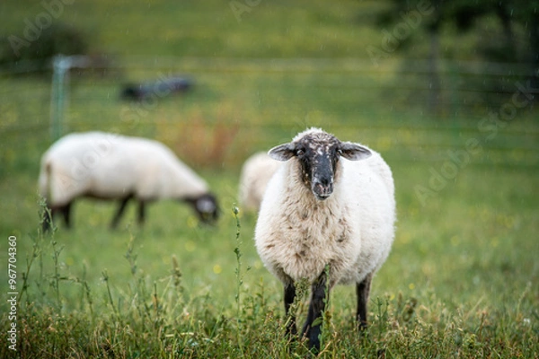 Fototapeta Sheep grazing in a summer field on a rainy day