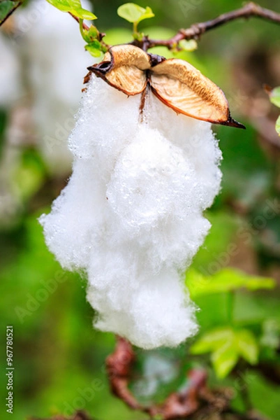 Fototapeta Fluffy Cotton Bolls Ready for Harvest