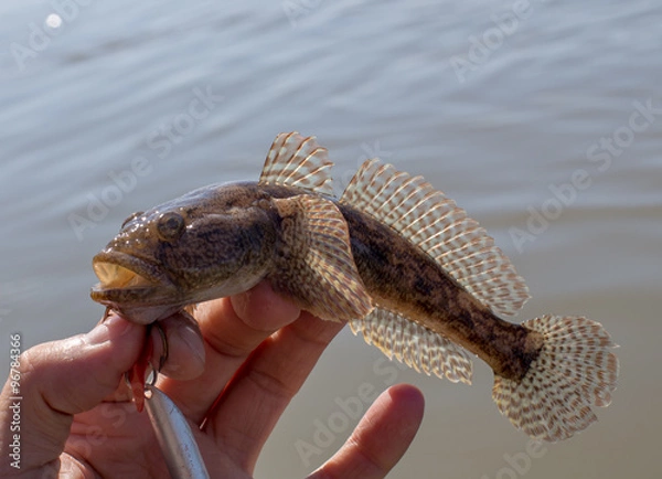 Fototapeta Caught Gobius marmoratus