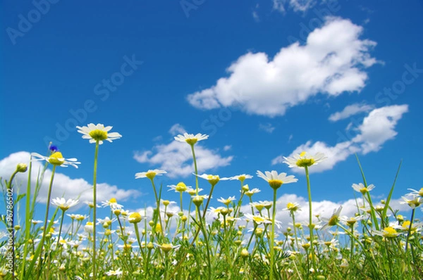 Obraz White camomiles