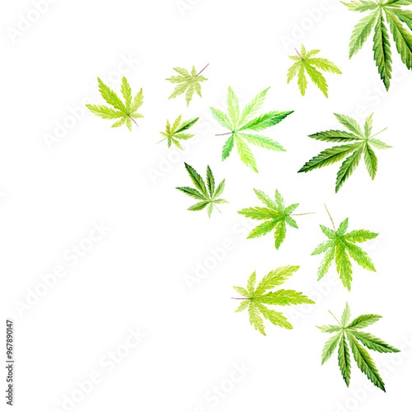 Fototapeta Banner, template with a green triangle of Cannabis indica, Marijuana medicinal plant. Watercolor illustration