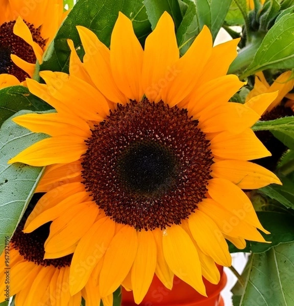 Fototapeta sunflower on a green background
