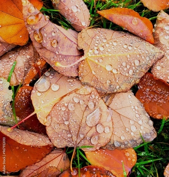Obraz autumn leaves with dew drops