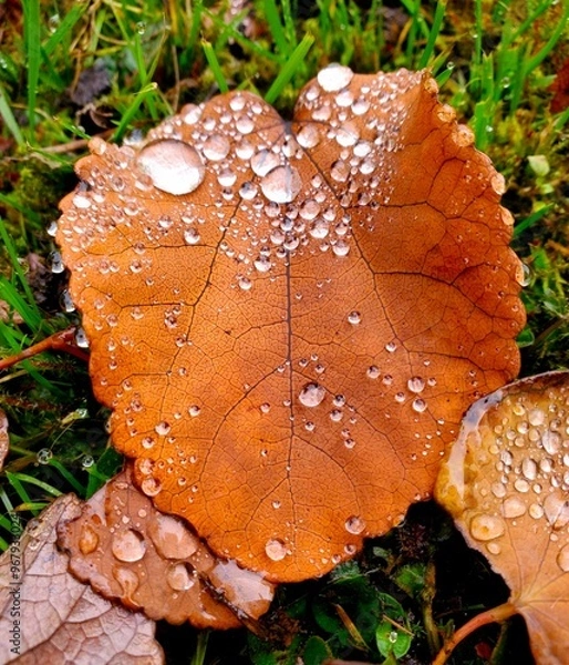 Obraz leaf with dew drops