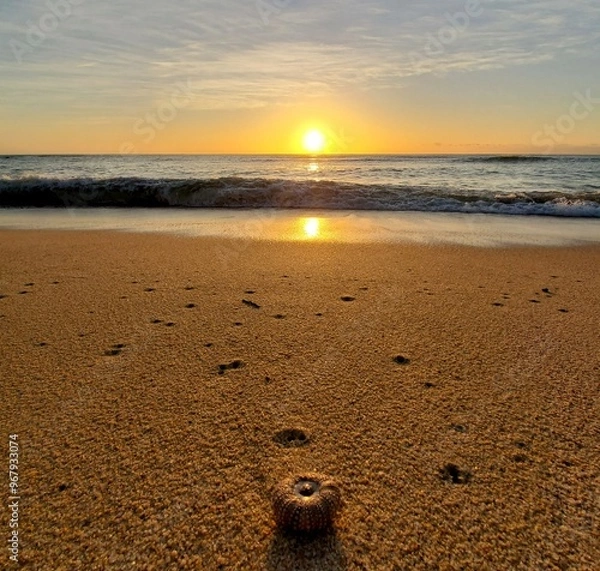 Obraz sunset at the beach, close up sand, seashell, wave, reflection