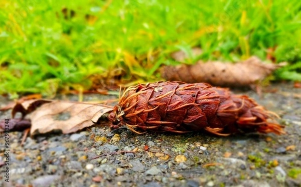 Obraz pinecone close up on ground, grass