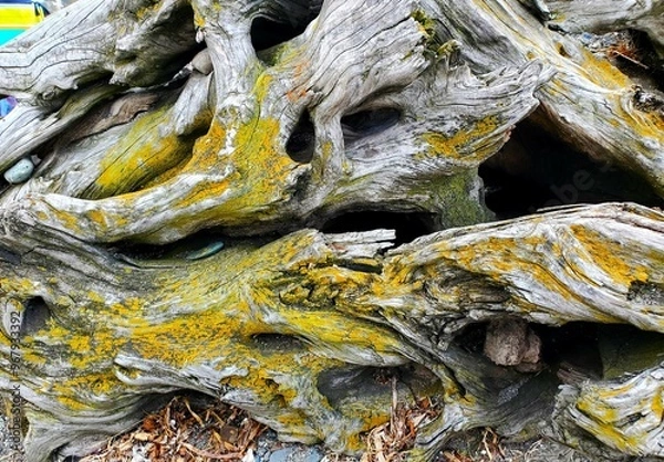 Obraz tree bark texture