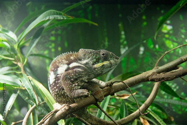 Fototapeta common chameleon