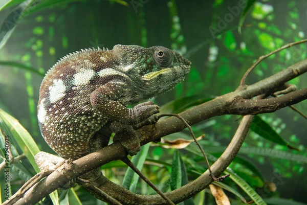 Fototapeta Common chameleon