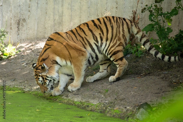 Fototapeta Siberian tiger