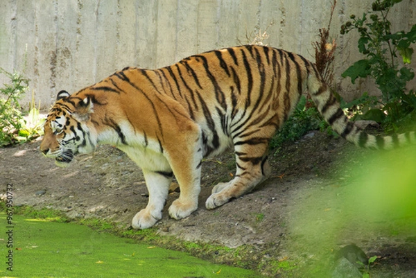 Fototapeta Siberian tiger
