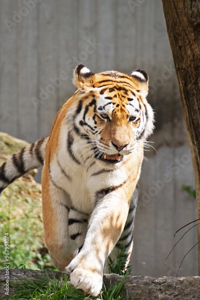 Fototapeta Siberian tiger