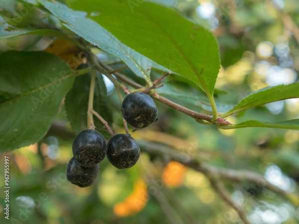 Fototapeta branch of black rowan with ripe berries
