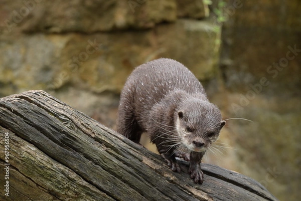Fototapeta otter on a branch