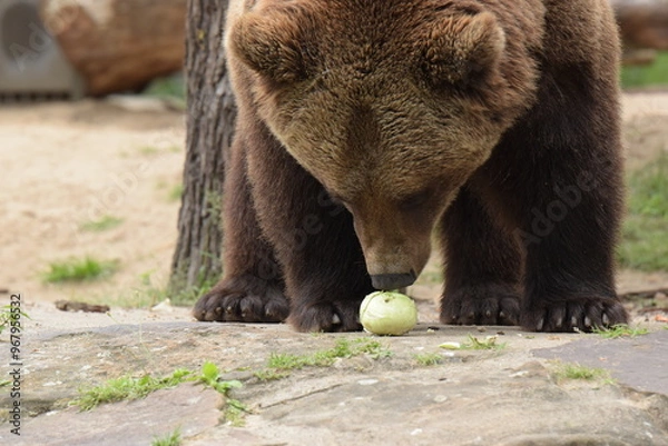 Fototapeta brown bear cub