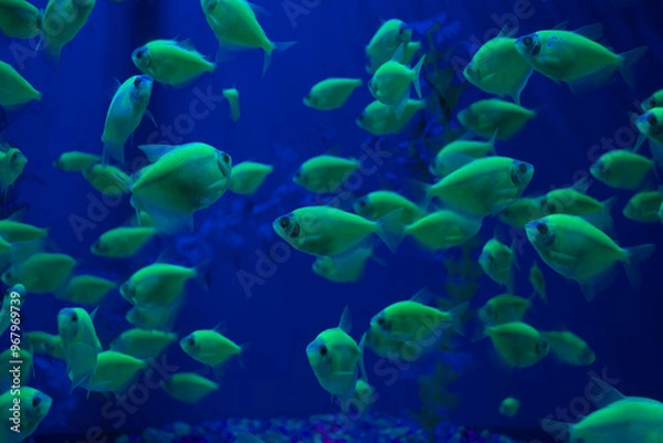 Obraz Genetically modified green tetra fish