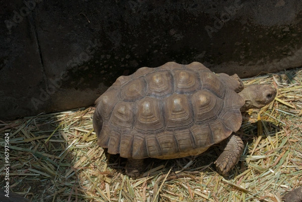 Obraz African spurred tortoise walking on dry grass