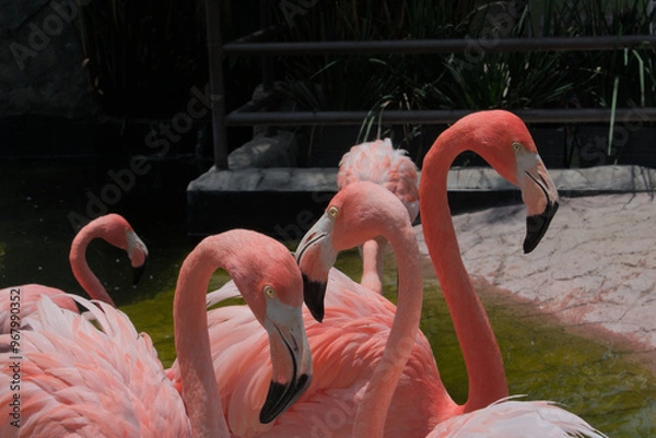 Obraz Close-up of three flamingos in the water