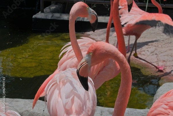Obraz Close-up of male flamingo in the sun