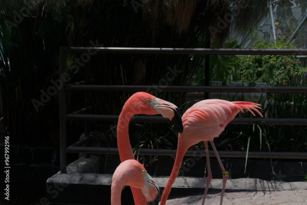 Obraz Male flamingo next to a female