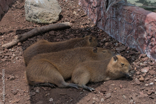 Obraz Family of capybaras resting in the shade