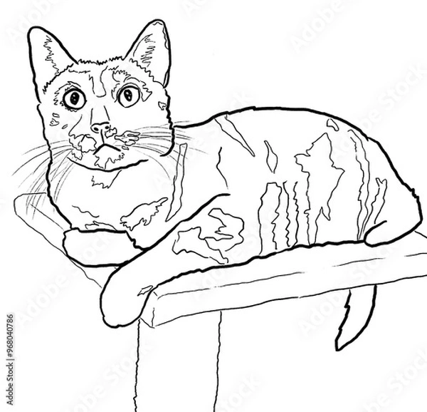 Obraz Cat Sketch