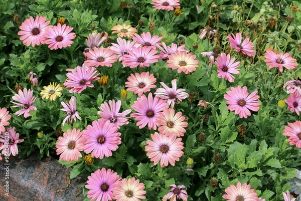 Obraz Rosa Blüten des Kapkörbchens, Osteospernum ecklonis