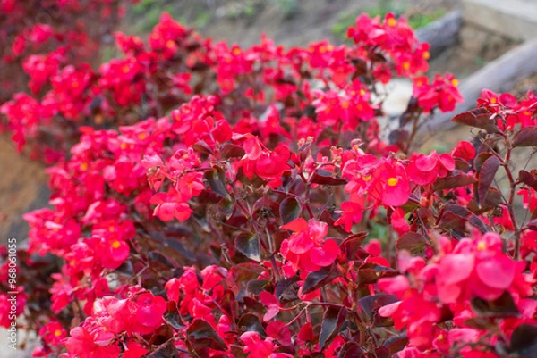 Obraz flowers in the park