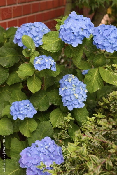 Obraz Hydrangea flowers background