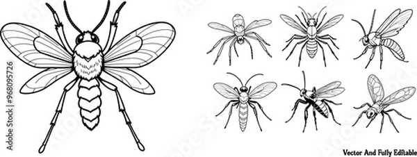 Fototapeta Tarantula Hawk hand-drawn coloring page and outline vector design