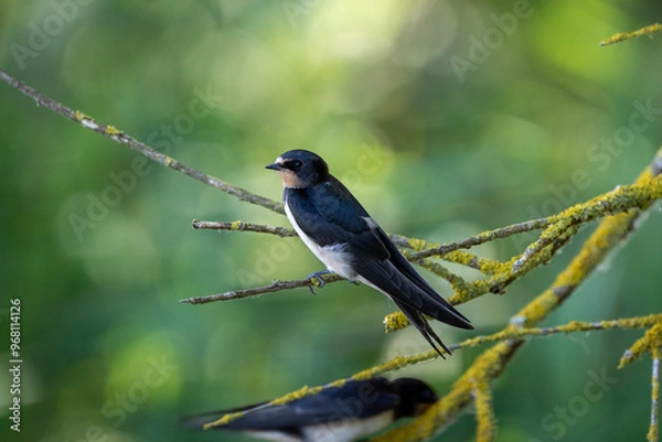 Obraz swallow on a branch