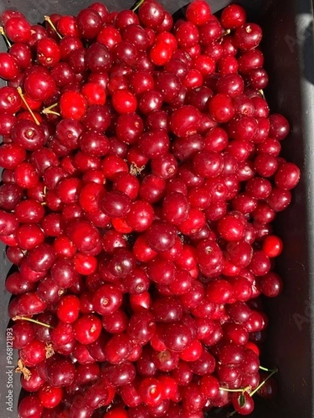 Obraz It’s look so good 