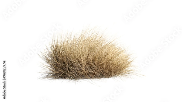 Obraz A tumbleweed rolling across the desert landscape, isolated on white background