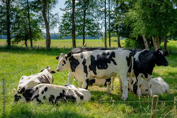 Fototapeta Flock of black and white Dutch cows standing on green meadow and trees, Typical summer landscape in Holland, Open farm with dairy cattle on the grass field, Livestock in countryside of the Netherlands
