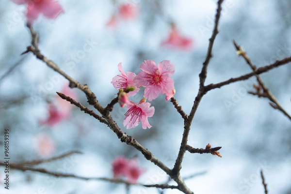 Obraz pink cherry blossom