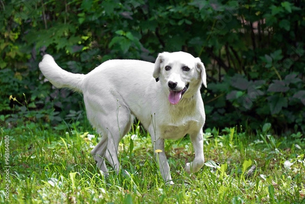 Obraz White Labrador dog on the grass in summer