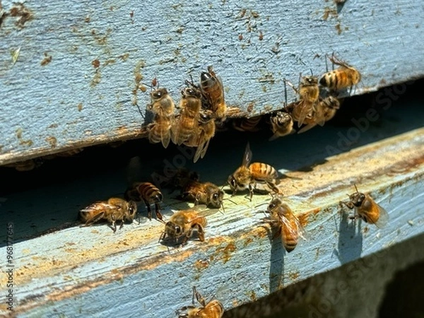 Fototapeta bees on a beehive