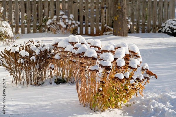 Fototapeta Snow covered sedum and other perennial plants in a snow covered flower bed.
