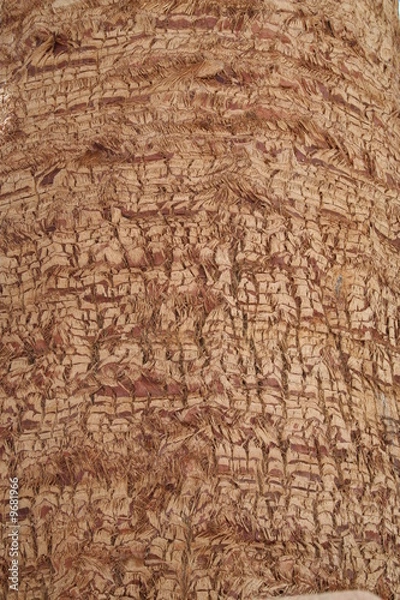 Fototapeta Close up of palm stem