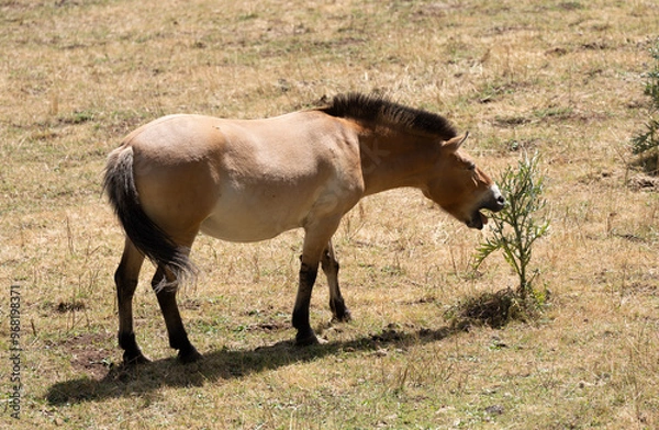 Fototapeta Caballo salvaje marron comiendo de una planta en un prado