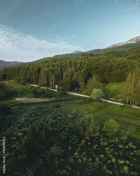 Fototapeta Beautiful shot from a drone of a green pine forest with beautiful blue sky and some clouds and big mountain. Green meadows and leaves.