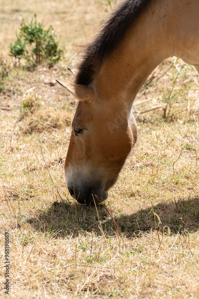 Fototapeta Caballo Salvaje marron Comiendo hierba desde cerca