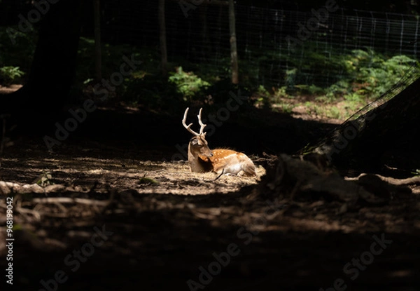 Fototapeta Gamo con cuernos acostado al sol en un bosque sombrio