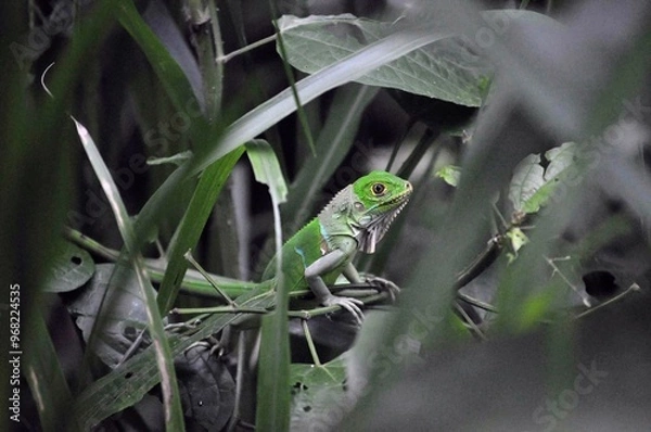 Obraz lizard on the tree