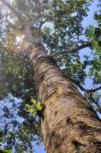 Obraz tree in the forest