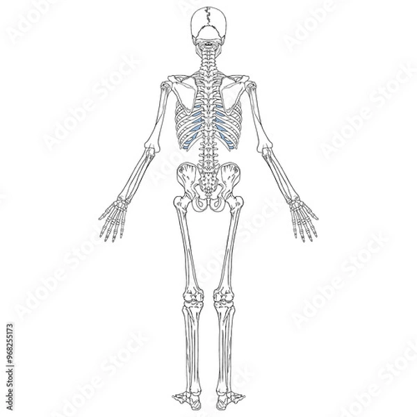 Obraz Human Skeleton Back View Anatomy Chart
